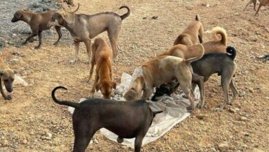 Over 700 stray dogs face starvation in Chachoengsao landfill