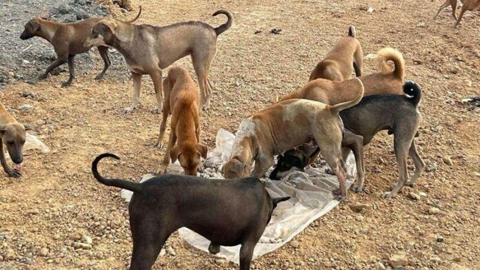 Over 700 stray dogs face starvation in Chachoengsao landfill