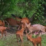Pink dholes with rare colour spotted in Thailand | Thaiger