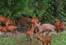 Pink dholes with rare colour spotted in Thailand