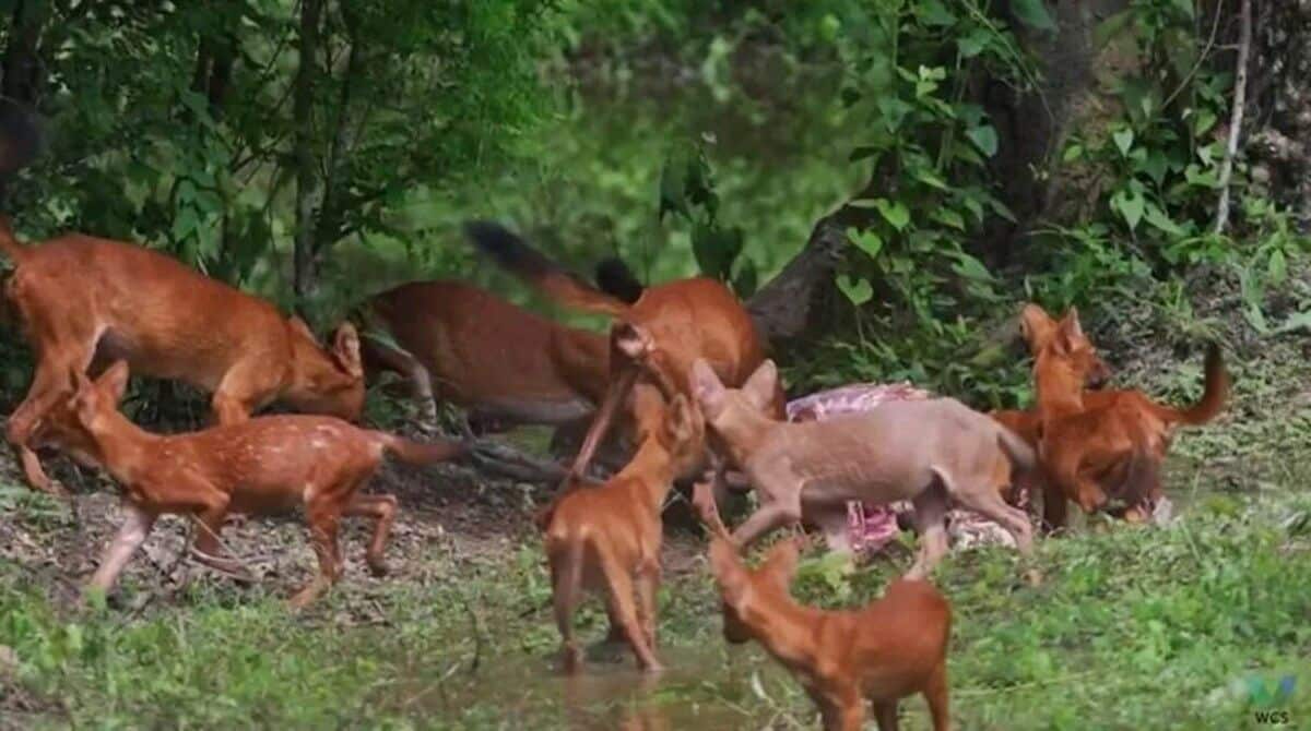 Pink dholes with rare colour spotted in Thailand