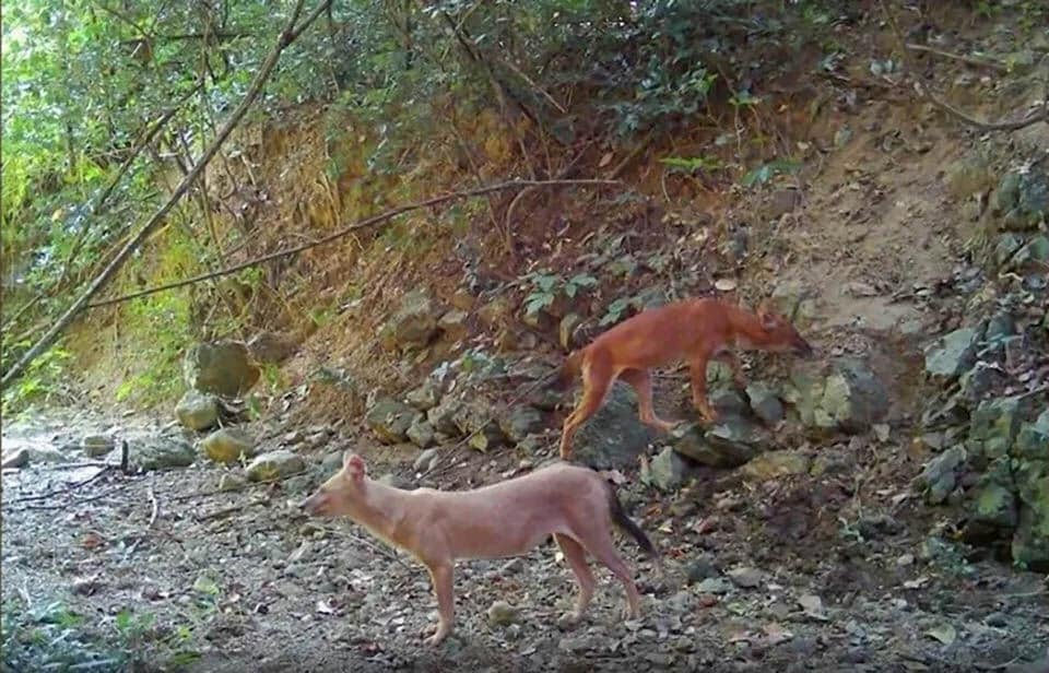 Pink dholes with rare colour spotted in Thailand | News by Thaiger
