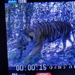 Purr-fect comeback: Tiger spotted in Kui Buri after a decade | Thaiger