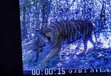 Purr-fect comeback: Tiger spotted in Kui Buri after a decade