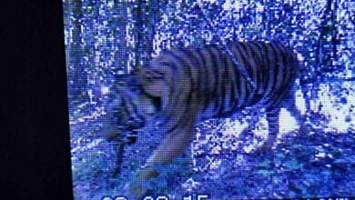 Purr-fect comeback: Tiger spotted in Kui Buri after a decade