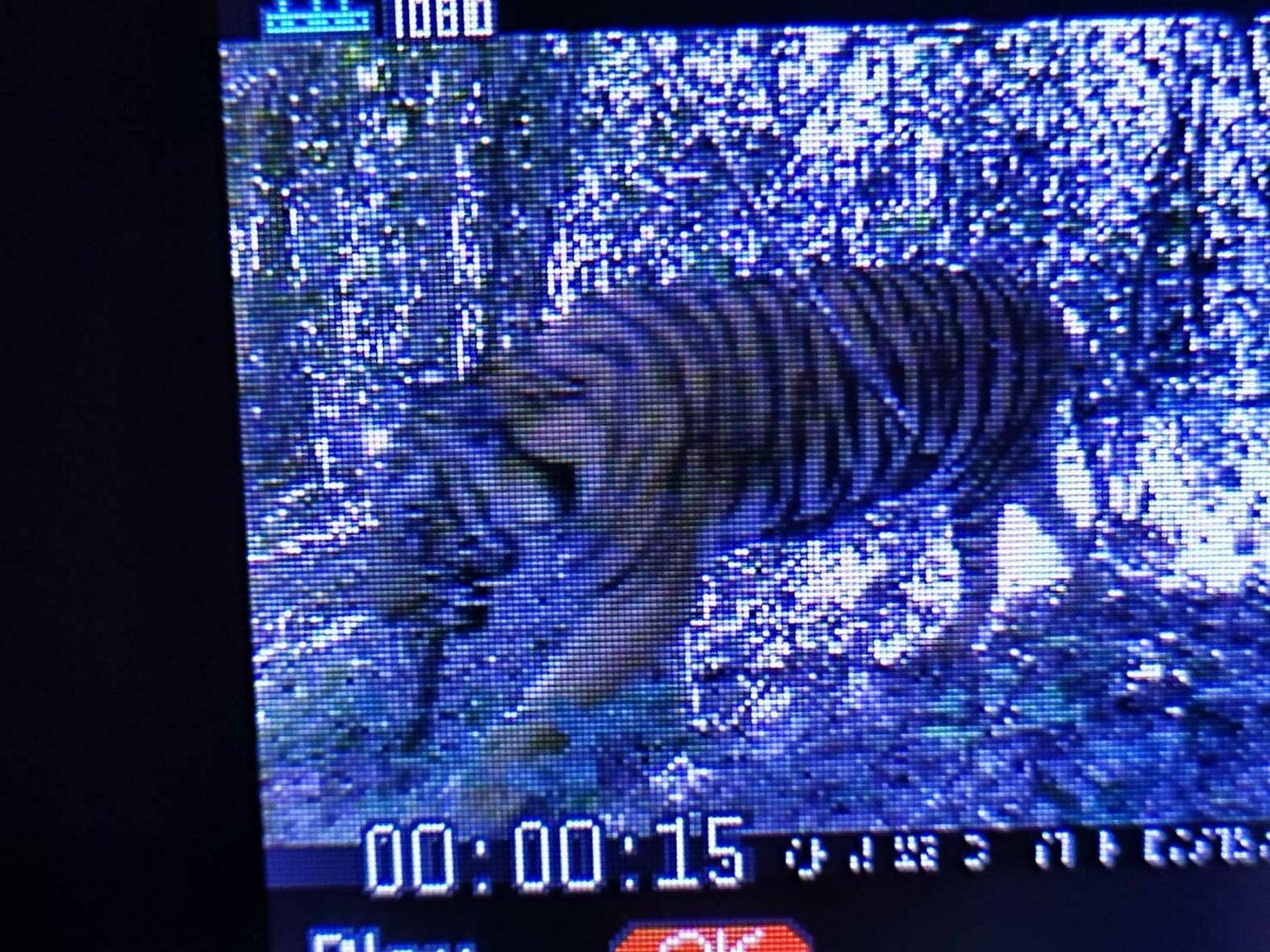 Purr-fect comeback: Tiger spotted in Kui Buri after a decade