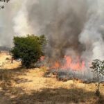 Thap Lan Park burns 600 rai of forest to lure elephants back | Thaiger