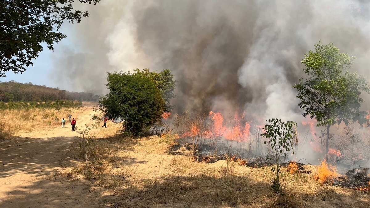 Thap Lan Park burns 600 rai of forest to lure elephants back