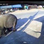 Child narrowly escapes being trampled by elephant in Sa Kaeo (video) | Thaiger
