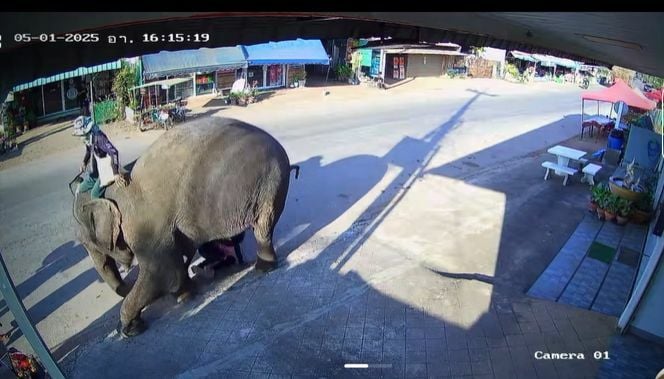 Child narrowly escapes being trampled by elephant in Sa Kaeo (video)