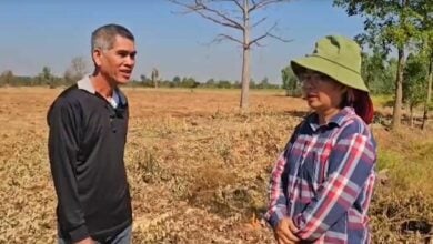 Couple scammed in 80,000 baht eucalyptus plantation deal | Thaiger