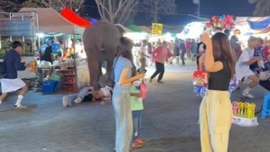 Elephant panic at Nakhon Phanom fair injures five people (video)