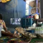 Monitor lizard invades Bangkok home, elderly woman startled (video) | Thaiger