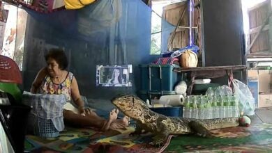 Monitor lizard invades Bangkok home, elderly woman startled (video)