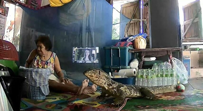 Monitor lizard invades Bangkok home, elderly woman startled (video)