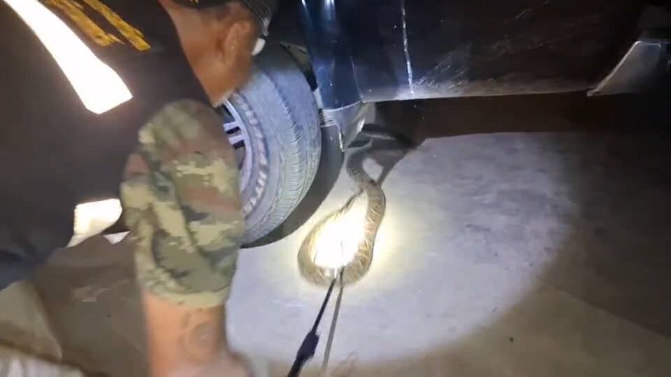 Python found under truck in Surin, locals hope for lottery luck | News by Thaiger
