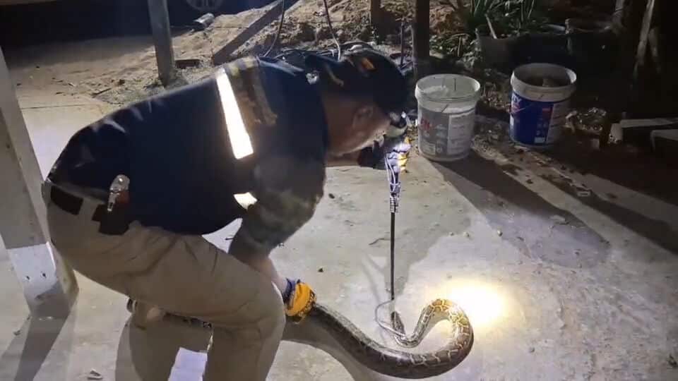 Python found under truck in Surin, locals hope for lottery luck | News by Thaiger