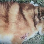 Police track down gunman who fatally shot pet dog in Koh Samui | Thaiger