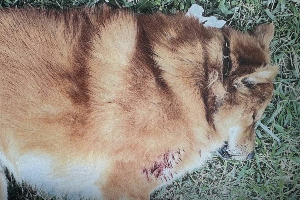 Police track down gunman who fatally shot pet dog in Koh Samui