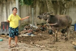 Banana drama: Thai woman holds buffalo hostage over plantation feud