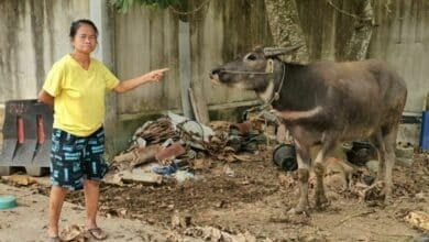 Banana drama: Thai woman holds buffalo hostage over plantation feud