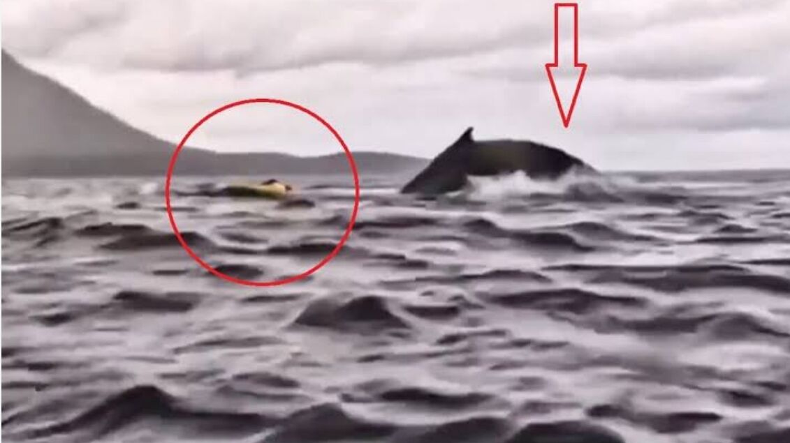 Whale of a tale: Chilean kayaker swallowed by humpback (video) | News by Thaiger