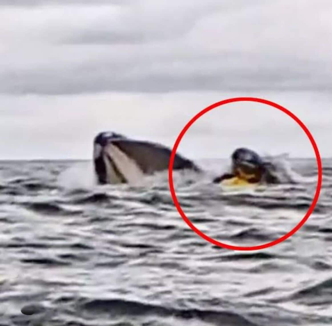 Whale of a tale: Chilean kayaker swallowed by humpback (video) | News by Thaiger