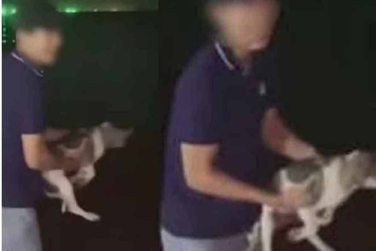 Burmese man jailed 15 days for throwing dog into sea