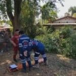 Thai man dies falling from tamarind tree in Udon Thani | Thaiger