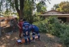 Thai man dies falling from tamarind tree in Udon Thani