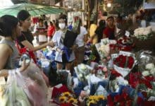 Valentine’s rose prices in Chai Nat hit two-decade high | Thaiger