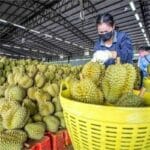 Thai durians remain China&#8217;s top choice amid safety upgrades | Thaiger