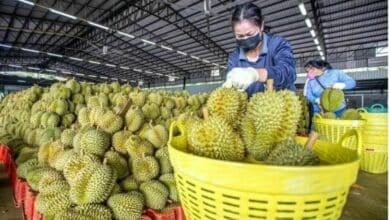 Thai durians remain China’s top choice amid safety upgrades