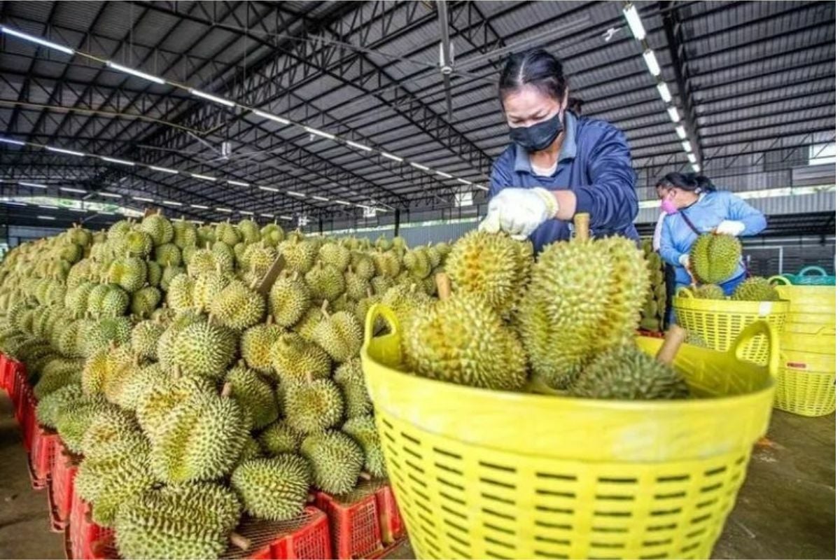 Thai durians remain China’s top choice amid safety upgrades