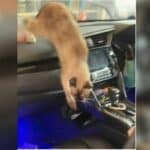 Woman forgets cat in car, feline locked-in overnight (video) | Thaiger