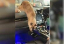 Woman forgets cat in car, feline locked-in overnight (video)