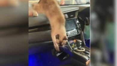 Woman forgets cat in car, feline locked-in overnight (video)