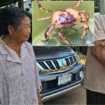 Golden crab in Phayao sparks lottery frenzy with lucky numbers | Thaiger