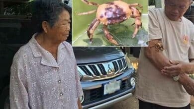 Golden crab in Phayao sparks lottery frenzy with lucky numbers