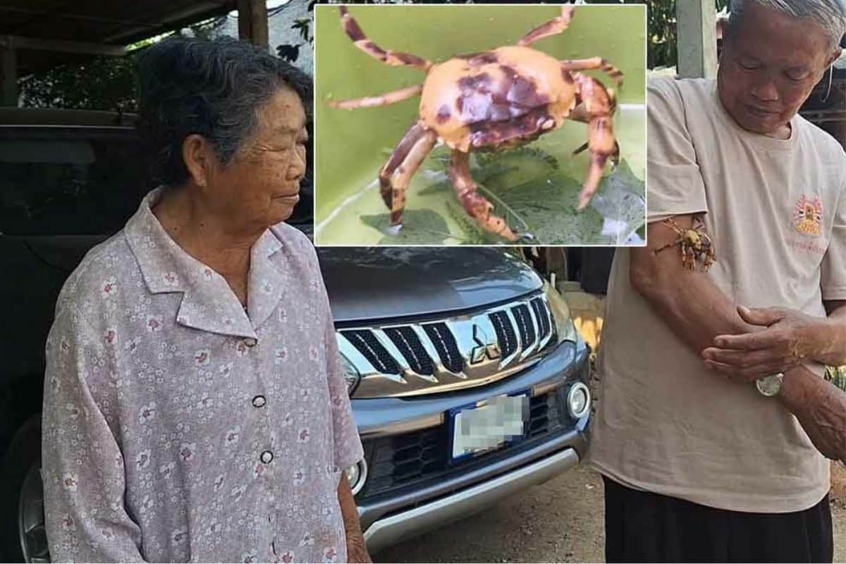 Golden crab in Phayao sparks lottery frenzy with lucky numbers