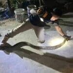 Python found under truck in Surin, locals hope for lottery luck