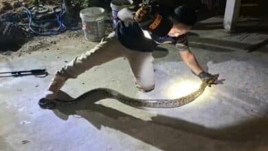 Python found under truck in Surin, locals hope for lottery luck