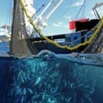 Senate votes to ban small mesh nets for night fishing | Thaiger