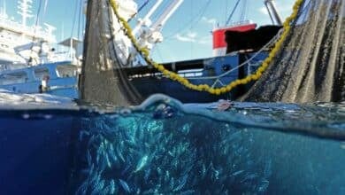 Senate votes to ban small mesh nets for night fishing