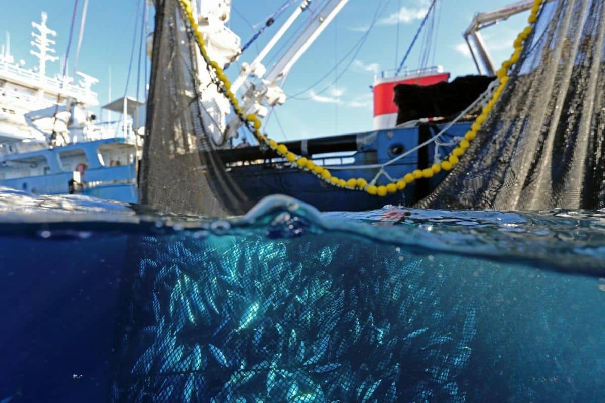 Senate votes to ban small mesh nets for night fishing