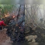Loei forest fire extinguished after 30-hour battle | Thaiger