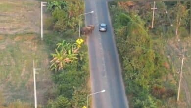 Trunk road surprise: Prachin Buri motorists have elephant-sized scare