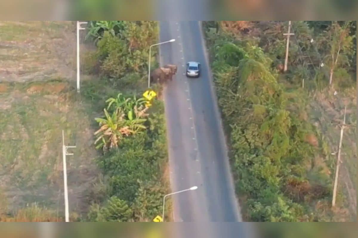 Trunk road surprise: Prachin Buri motorists have elephant-sized scare