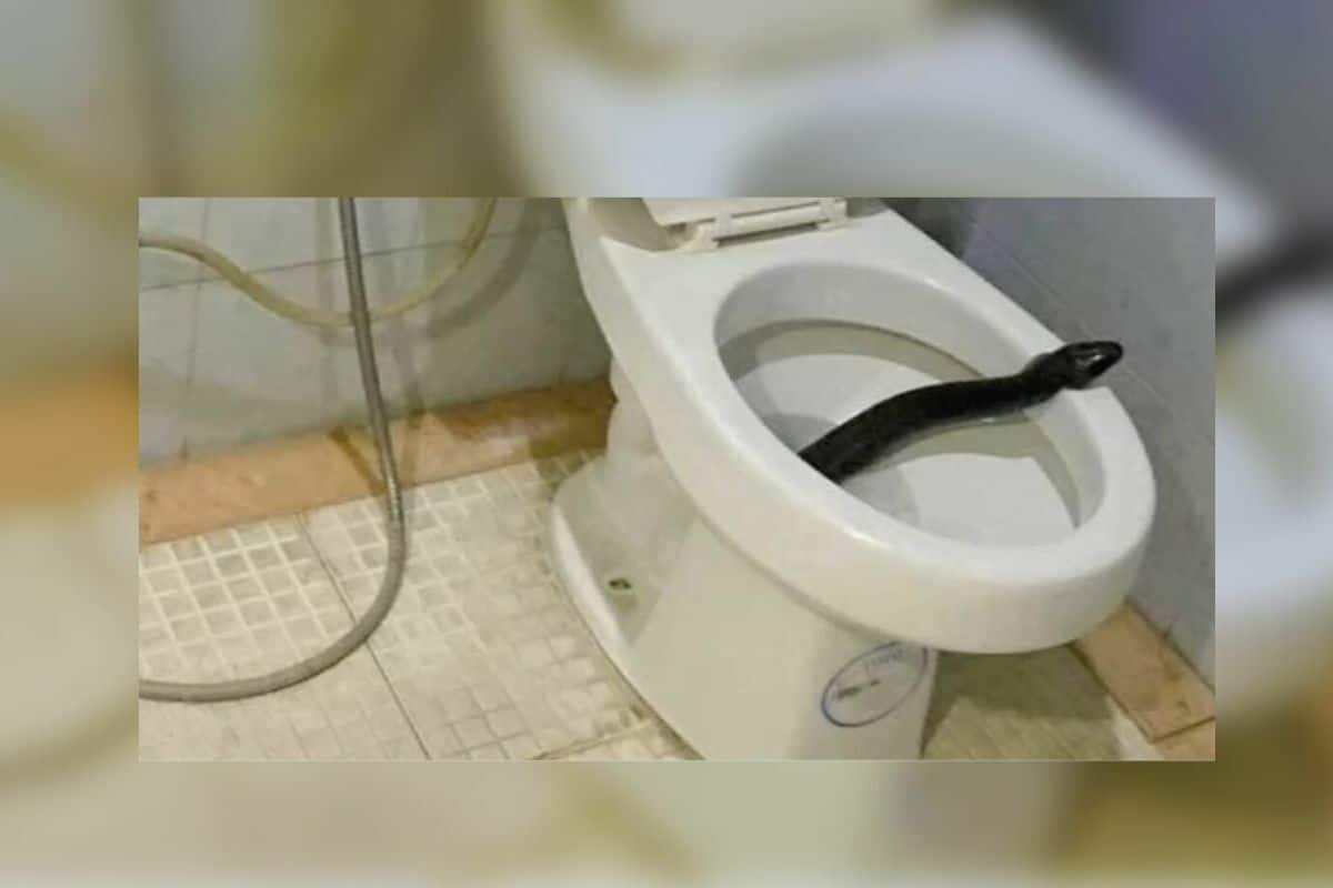 Snake scare: 3-metre snake found in Samut Songkhram toilet