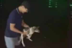 Cruel man caught on video hurling puppy into Koh Samui sea